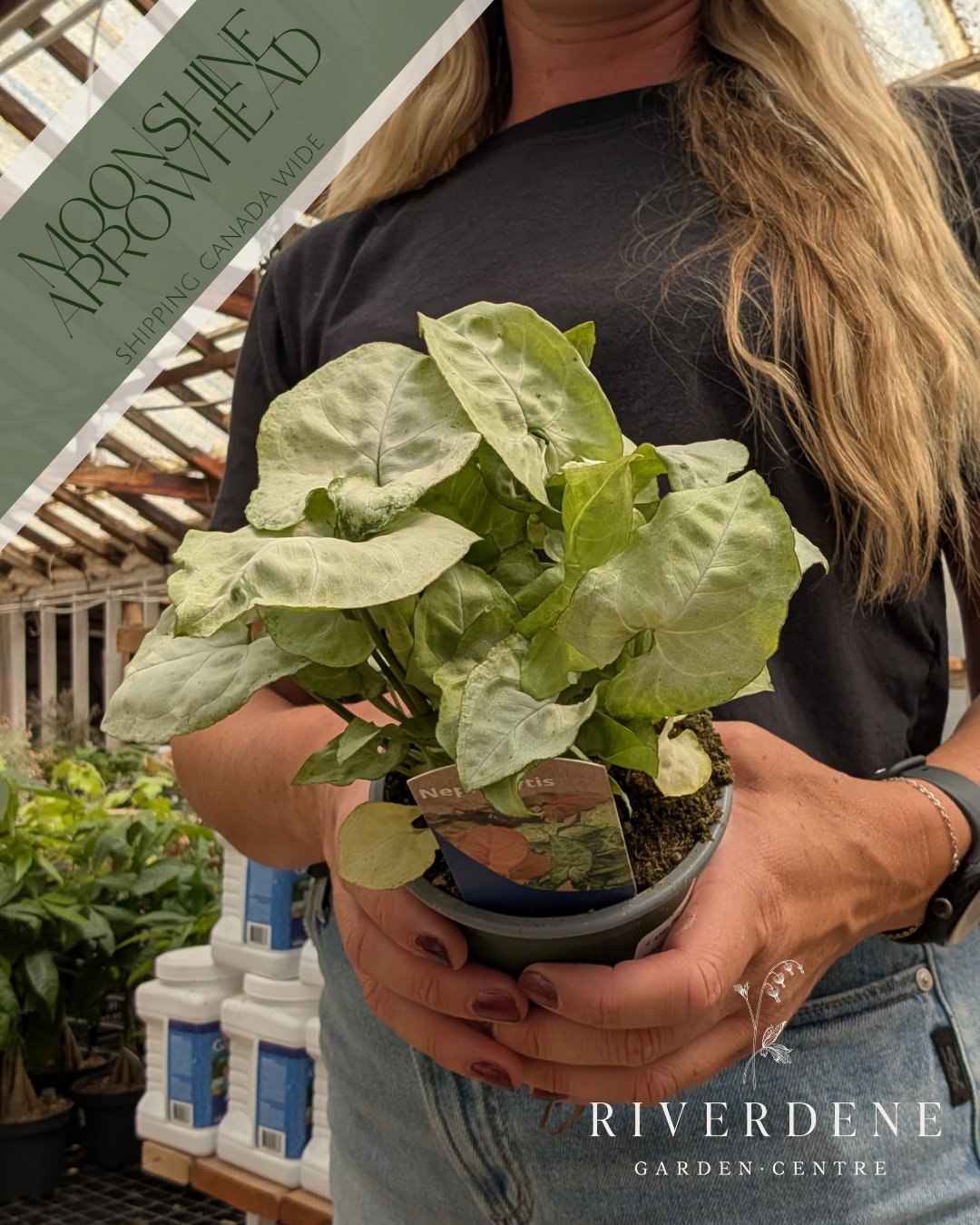 Moonshine Arrowhead Plant (4")