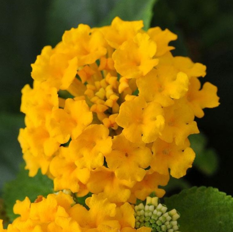 Little Lucky Lantana Pot of Gold