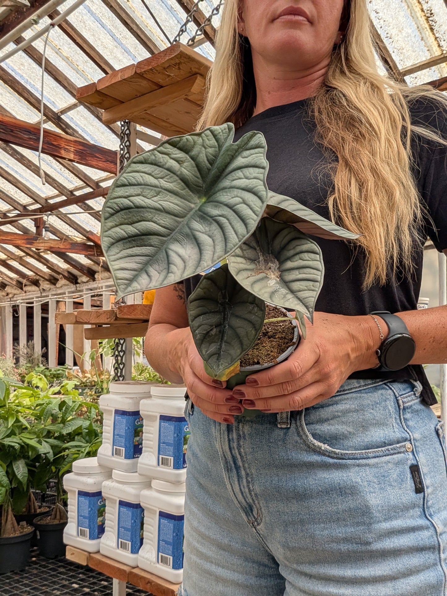 Alocasia Black Diamond (4")