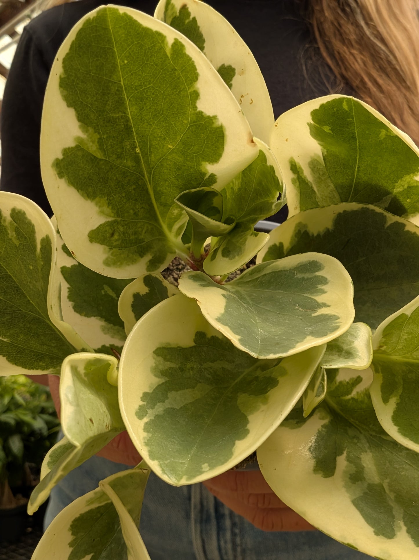 Variegated Pepper Face Peperomia (4")