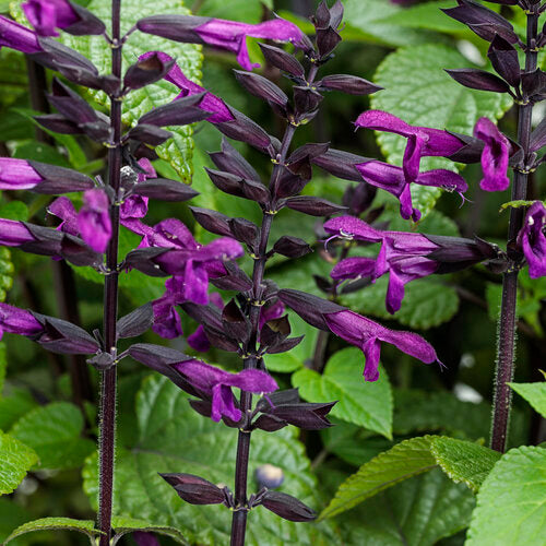 Rockin Deep Purple Salvia (Proven Winners)