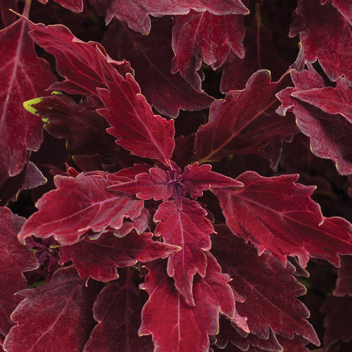 ColorBlaze Royale Cherry Brandy Coleus (Proven Winners)