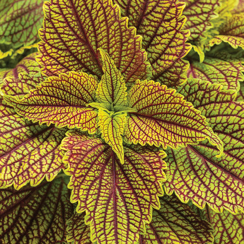 ColorBlaze Golden Dreams Coleus (Proven Winners)