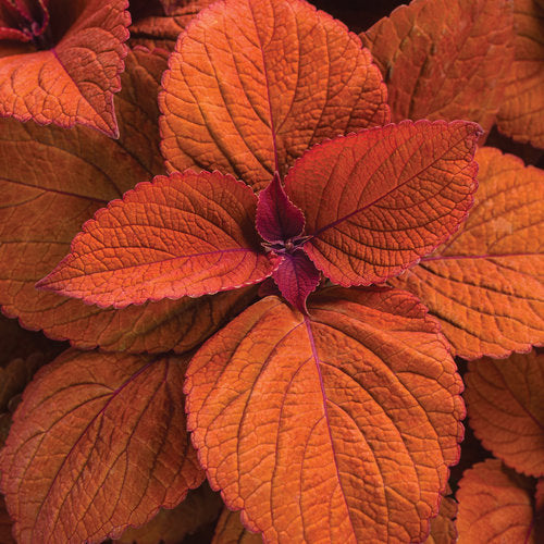 ColorBlaze Sedona Sunset Coleus (Proven Winners)