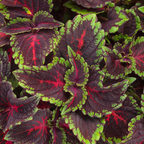 ColorBlaze Torchlight Coleus (Proven Winners)
