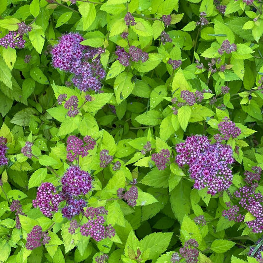 Double Play Dolly Spirea