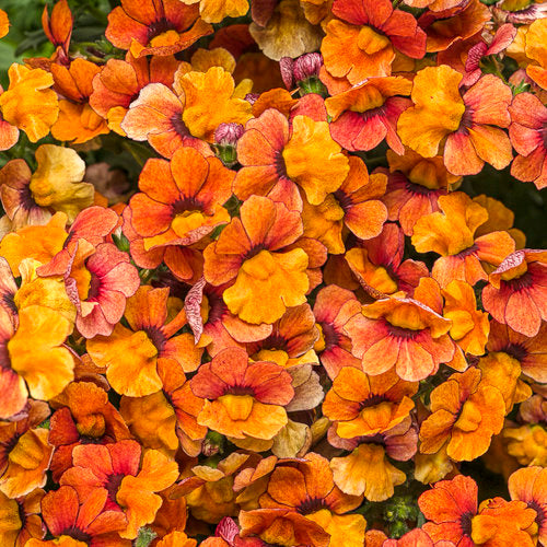Sunsatia Nemesia Blood Orange (Proven Winners)