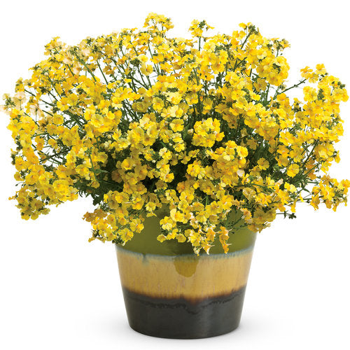 Sunsatia Nemesia Lemon (Proven Winners)