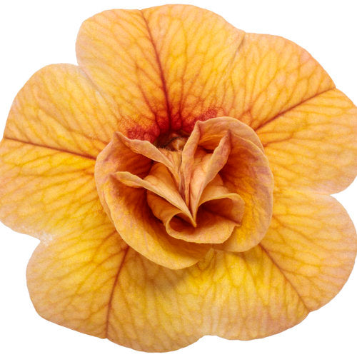 Superbells Double Amber (Proven Winners)