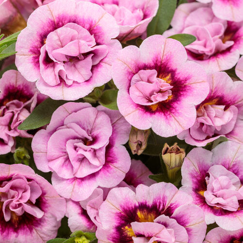 Superbells Double Smitten Pink (Proven Winners)