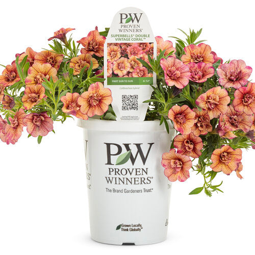Superbells Double Vintage Coral (Proven Winners)