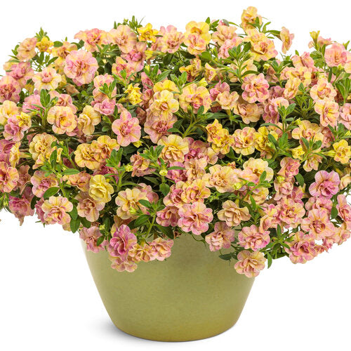 NEW! Superbells Double Magic Grapefruit (Proven Winners)