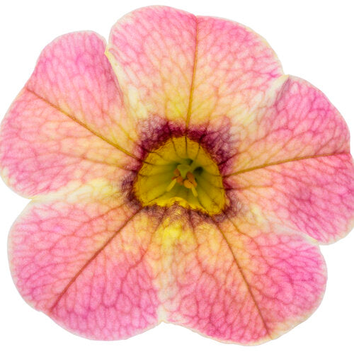 Superbells Prism Pink Lemonade (Proven Winners)
