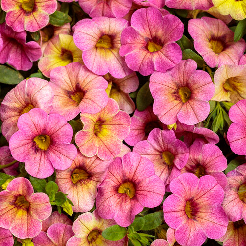 Superbells Prism Pink Lemonade (Proven Winners)