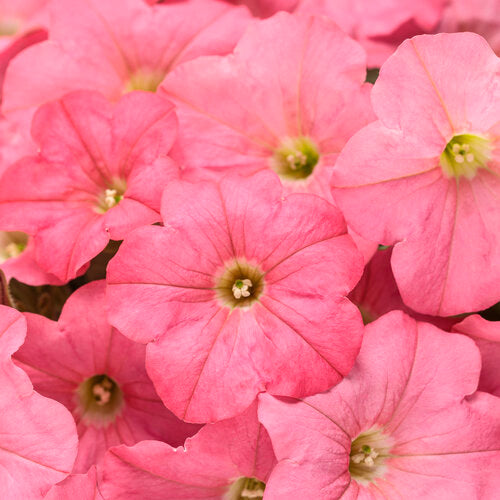 Supertunia Petunia Bermuda Beach (Proven Winners)
