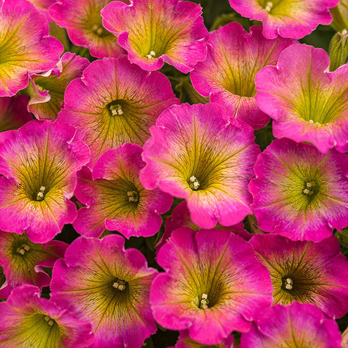 Supertunia Petunia Daybreak Charm (Proven Winners)