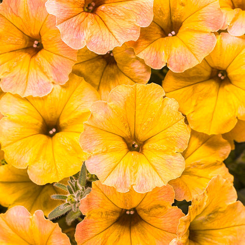 Supertunia Petunia Vista Honey (Proven Winners)