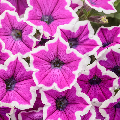 Supertunia Petunia Hoopla Vivid Orchid (Proven Winners)