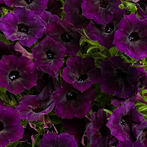 Supertunia Petunia Mini Vista Midnight (Proven Winners)