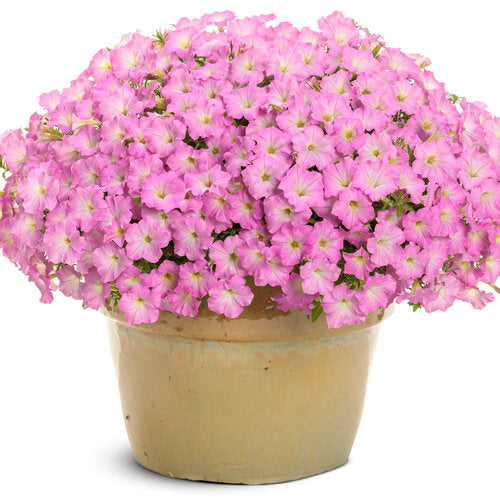NEW! Supertunia Petunia Mini Vista Pink Cloud (Proven Winners)