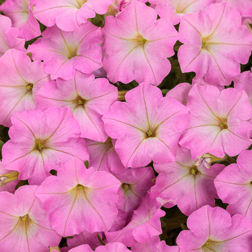 NEW! Supertunia Petunia Mini Vista Pink Cloud (Proven Winners)