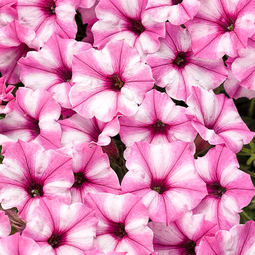 Supertunia Petunia Mini Vista Pink Star (Proven Winners)