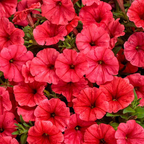 Supertunia Petunia Mini Vista Scarlet (Proven Winners)