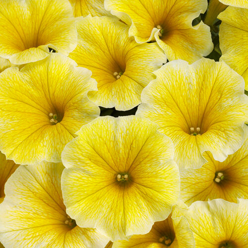 Supertunia Petunia Saffron Finch (Proven Winners)