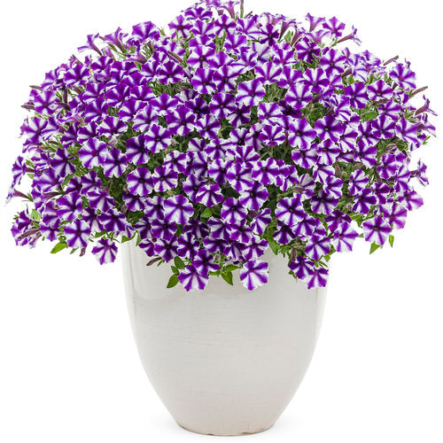 Supertunia Petunia Mini Vista Violet Star (Proven Winners)