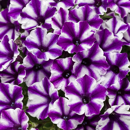 Supertunia Petunia Mini Vista Violet Star (Proven Winners)