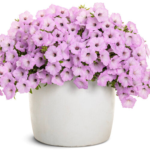 NEW! Supertunia Petunia Vista Cool Jazz (Proven Winners)