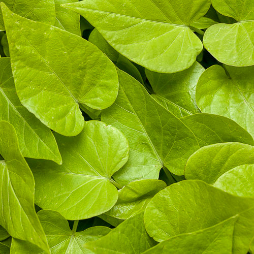 Sweet Caroline Sweetheart Lime Sweet Potato Vine (Proven Winners)