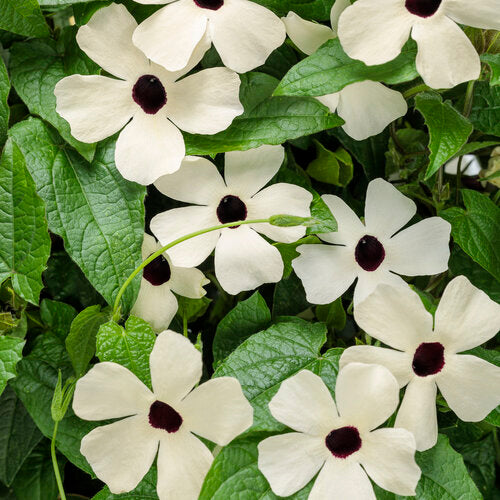 Coconut-A-Peel Thunbergia (Proven Winners)