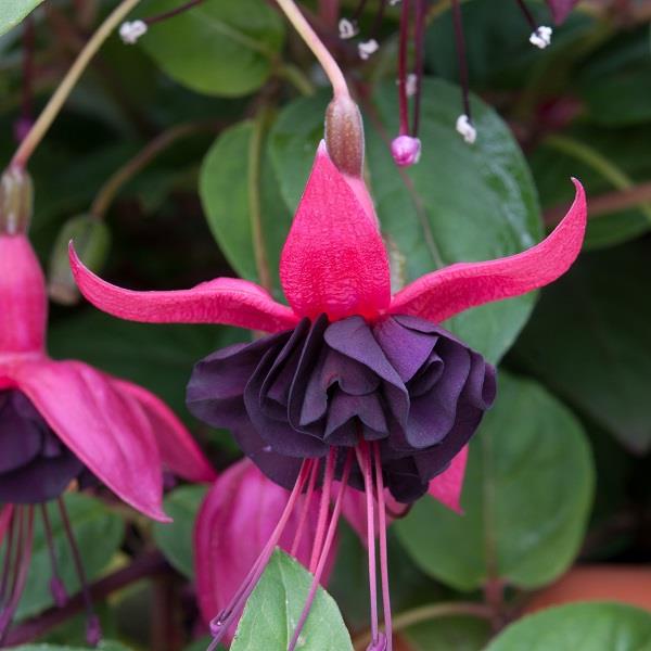 Upright Blacky Fuchsia