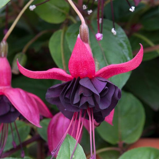 Upright Blacky Fuchsia