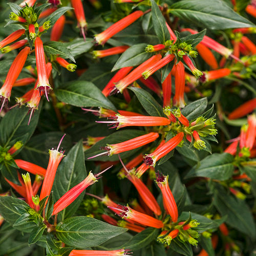Vermillionaire (Large Firecracker Plant)