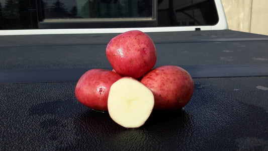 Viking Potato Seed