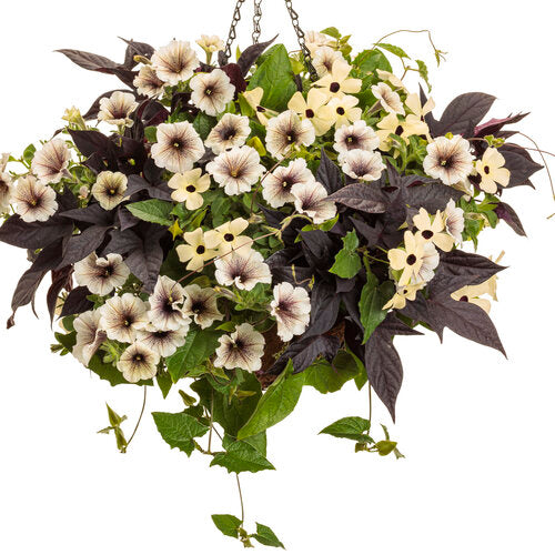 Coconut-A-Peel Thunbergia (Proven Winners)
